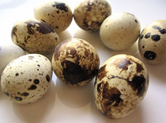 Oeufs de Caille